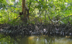 <p>Wetland with lush trees and vegetation, often found beside slow-moving rivers. Mangrove forests are unique example of the ecosystem that tolerates salty conditions.</p>