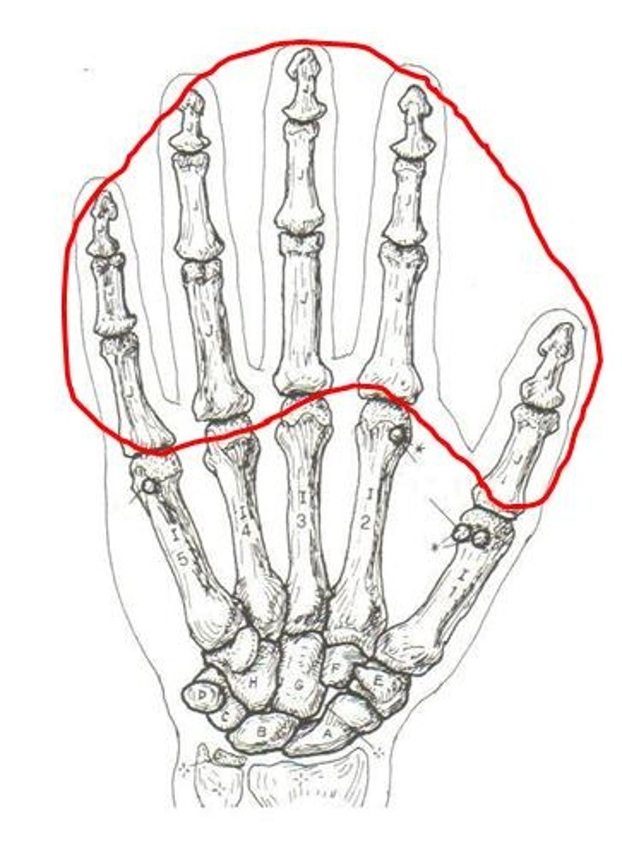 <p>ID bone group</p>