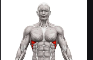 <p>Saw-toothed muscle with serrated appearance</p>