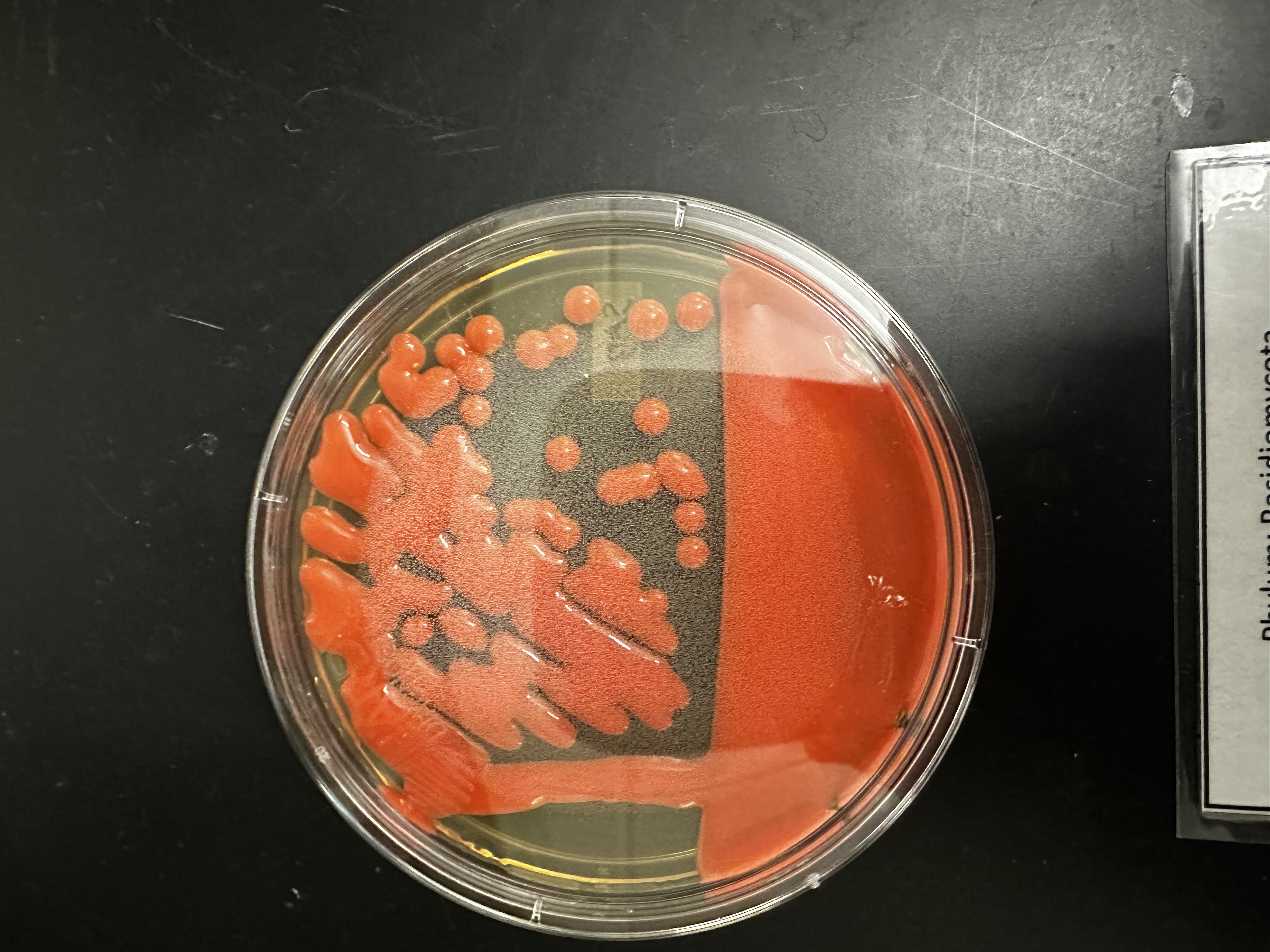 <p>Identify (Domain, Kingdom, Clade)</p>