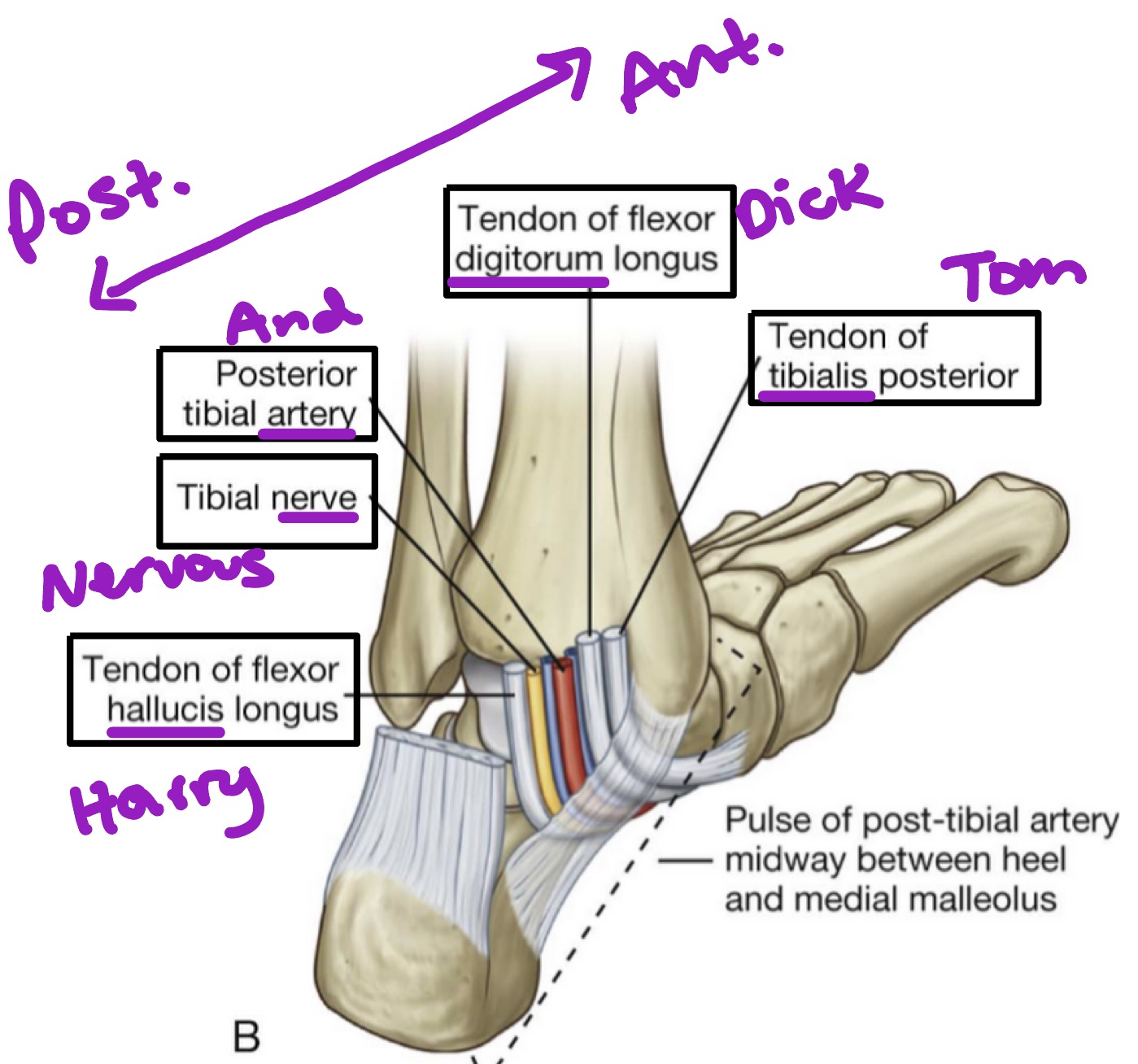 <p>Contents from medial malleolus (anterior) to calcaneous (posterior): </p><ul><li><p>Tendon of <strong><u>t</u></strong>ibialis posterior muscle </p></li><li><p>Tendon of flexor <strong><u>d</u></strong>igitorum longus muscle</p></li><li><p>Posterior tibial <strong><u>a</u></strong>rtery </p></li><li><p>Tibial <strong><u>n</u></strong>erve </p></li><li><p>Tendon of flexor <strong><u>h</u></strong>allucis longus muscle </p></li></ul><p></p>