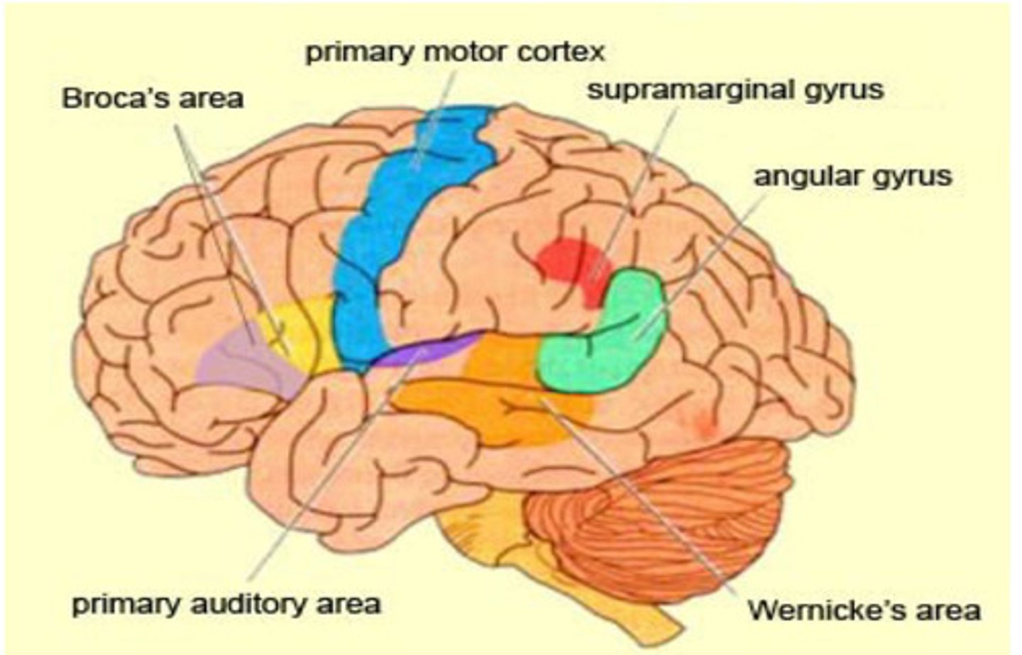 <p>Broca’s (in frontal lobe)</p><p>Wernicke’s (in temporal parietal area)</p><p>Heshl’s gyrus</p><p>Angular gyrus</p><p>Arcuate fasciculus</p>