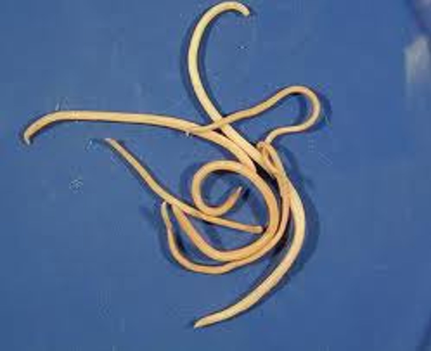 <p>What is this parasite is this if it is from a dog</p>