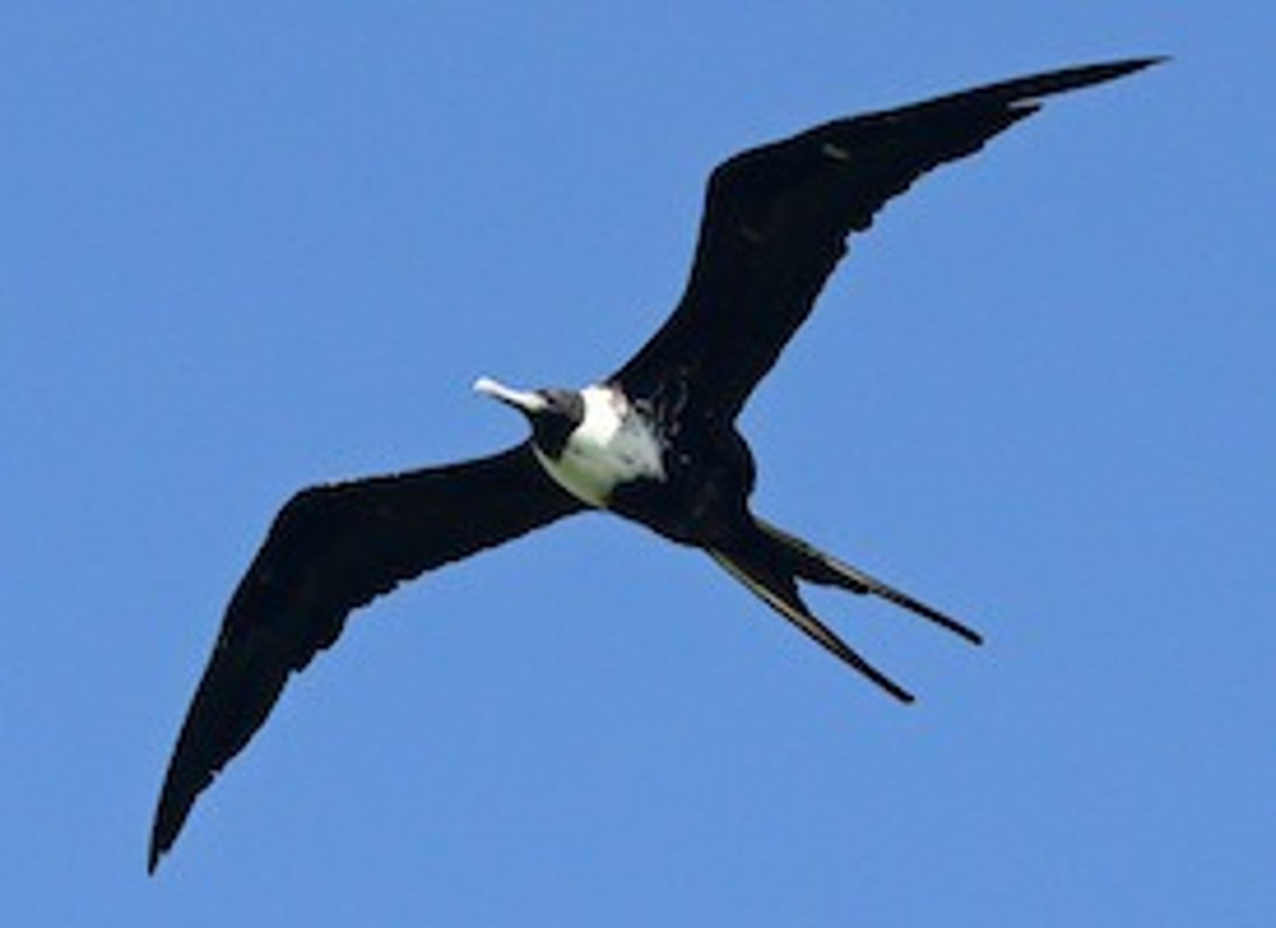 <p>Tropical ocean waters (e.g. Baja CA)</p>