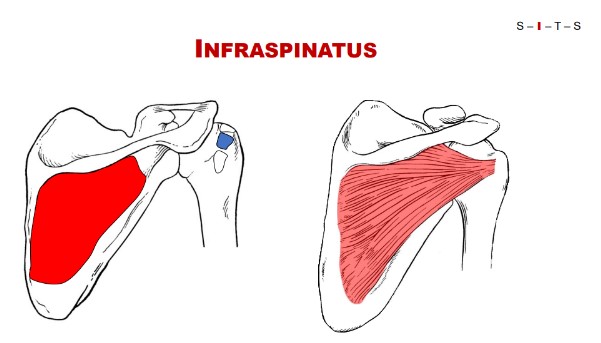 <p>Suprascapular nerve C5, C6.</p>