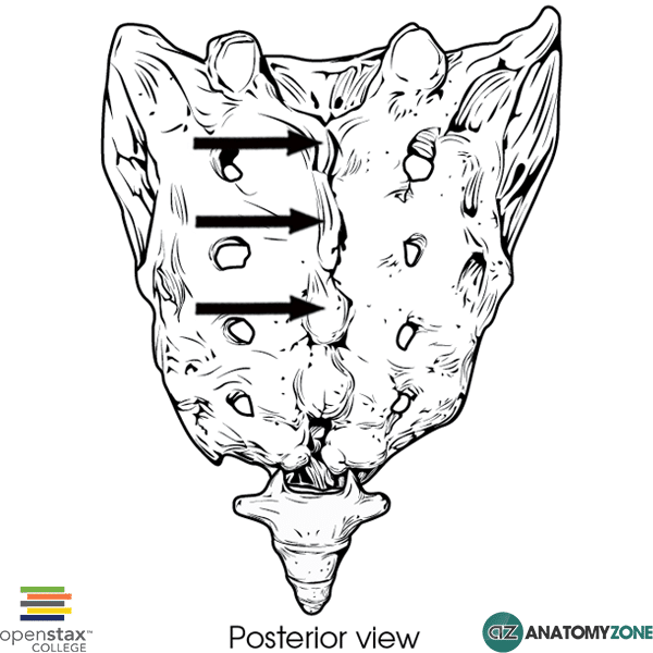 <p>Sacrum Location:</p>