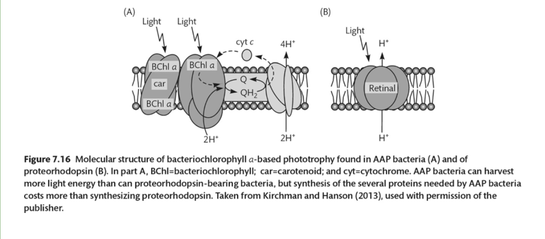 <p>See figure below from the book. AAPB (AAP bacteria) are found in a wide range of aquatic habitats, but not in high abundances, except in estuaries. On the other hand, proteorhodopsin bacteria, such as many in the SAR11 clade, are also ubiquitous and abundant in most waters, including in the oligotrophic oceans. Why the difference, since both types use light for extra energy to support a heterotrophic lifestyle?</p>