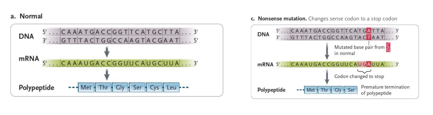 <p>Sense codon is changed to a nonsense (STOP) codon, resulting in a TRUNCATED polypeptide </p>