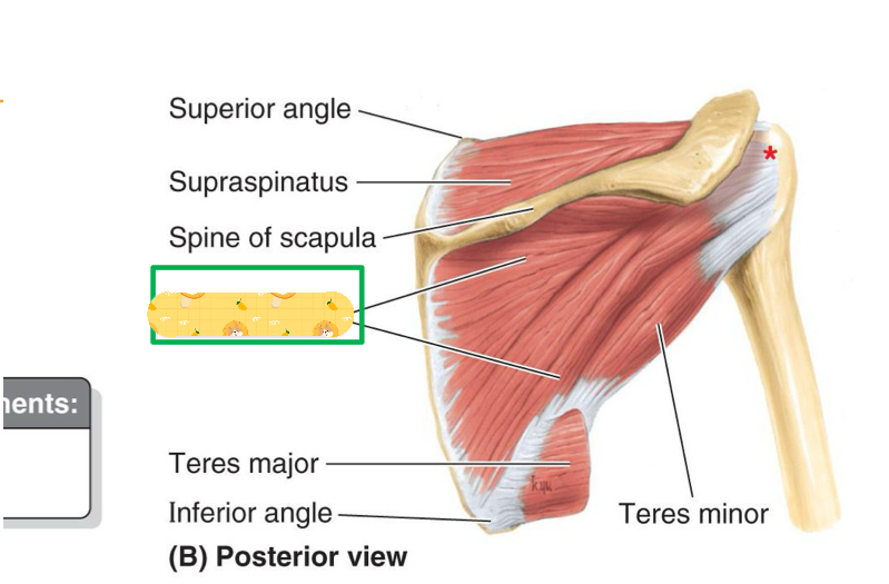 <p>Name this muscle</p>
