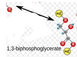 <p>(7) 1,3-BPG → Enzyme? Products?</p>