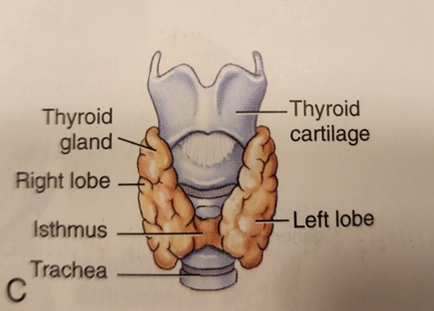 <p>largest endocrine gland. it is located anteriorly in the neck below the larynx and comprises bilateral lobes connected by an isthmus. the thyroid gland secretes the hormones triiodothyronine (T3) &amp; thyroxine (T4), which requires iodine for their production. Thyroxine is necessary for body cell metabolism.</p>