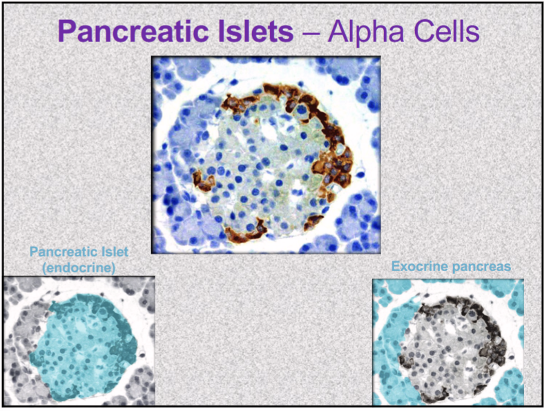 <p>GLUCAGON</p><ul><li><p>released between meals when blood glucose concentration is falling</p></li><li><p>in liver, stimulates gluconeogenesis, glycogenolysis to release of glucose into circulation- raise blood glucose level</p></li></ul><p></p>