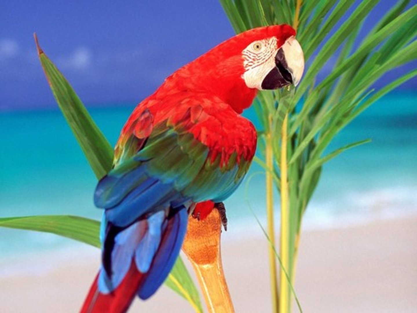 <p>a parrot</p>