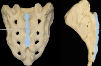 name the ridge formed by the fused spinous processes of the sacral vertebrae.