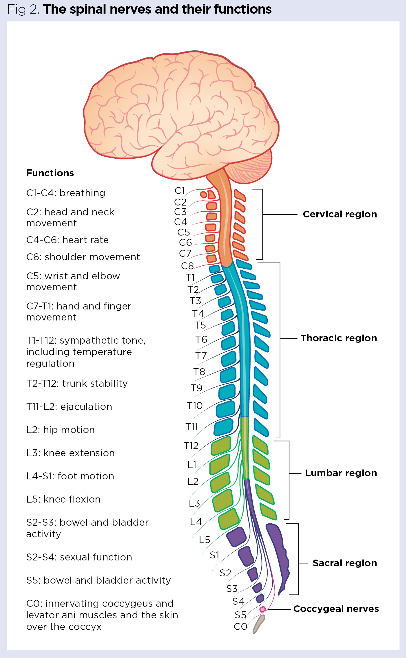 <p>Controls the trunk, arms, and legs of the body, connects the spinal cord to muscles, organs, or glands </p><ul><li><p>31 pairs of spinal nerves originate w/in the gray matter of the spinal cord and course out of vertebral column into soft tissues </p></li><li><p>no direct role in speech except for phrenic nerve </p></li></ul>