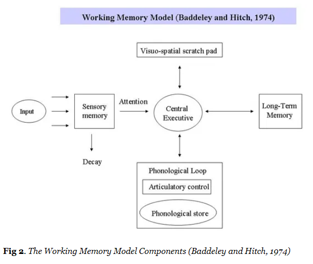 <p>The Working Memory Model (Baddeley and Hitch)</p>
