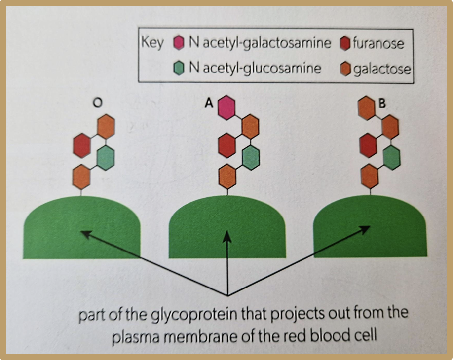 <p>Blood group A has a monosaccharide which makes it different to blood group B, so it would be rejected, however blood group O has the same structure, just one less monosaccharide</p>