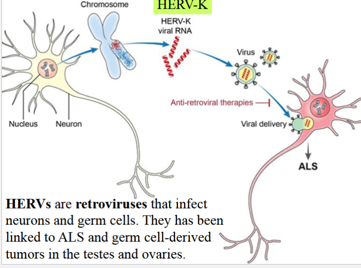 <p>retroviruses that infect neurons and germ cells</p><p>linked to ALS and germ cell-derived tumors in testes and ovaries</p>