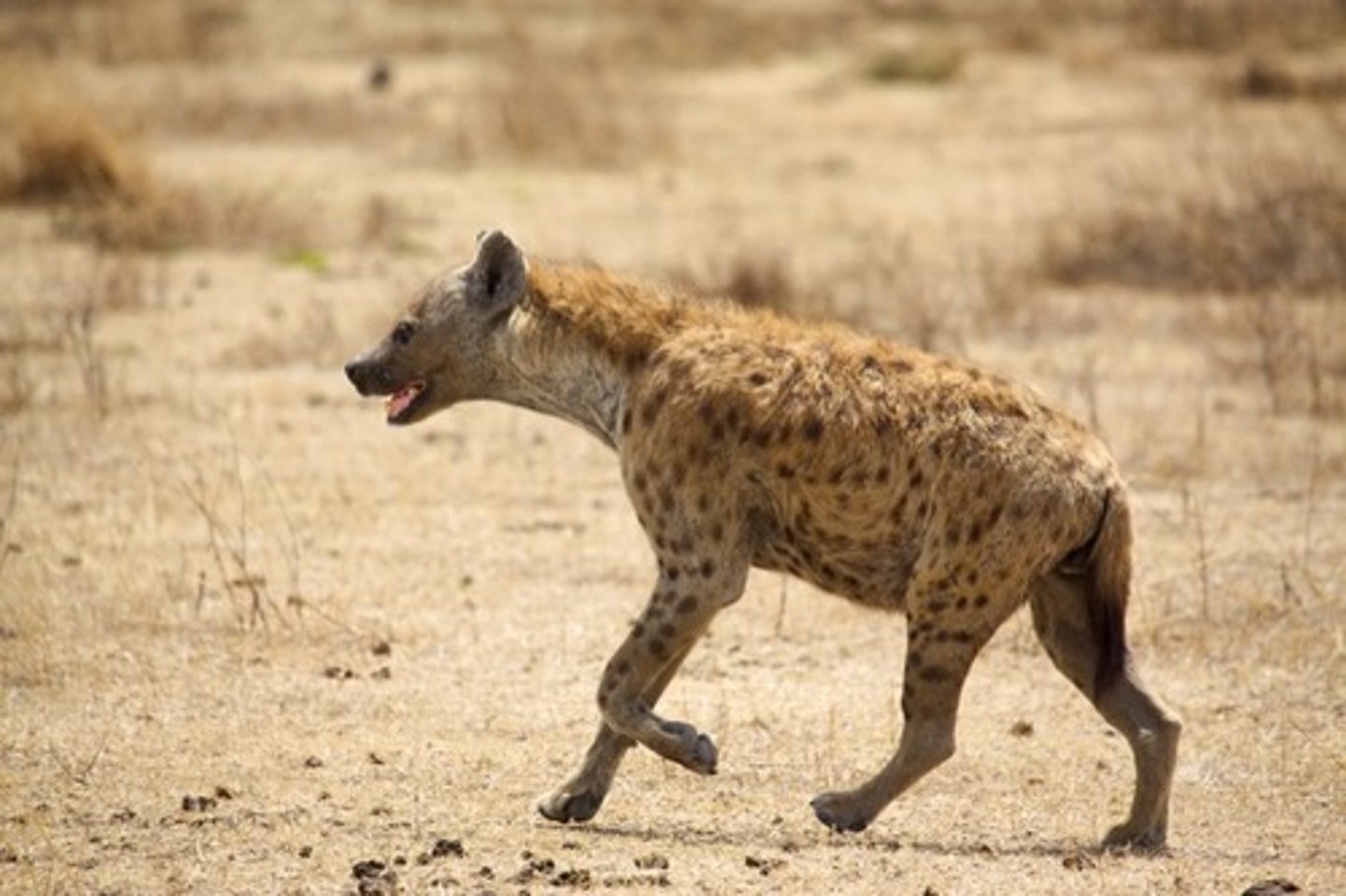 <p>Clade, order, and family?</p>