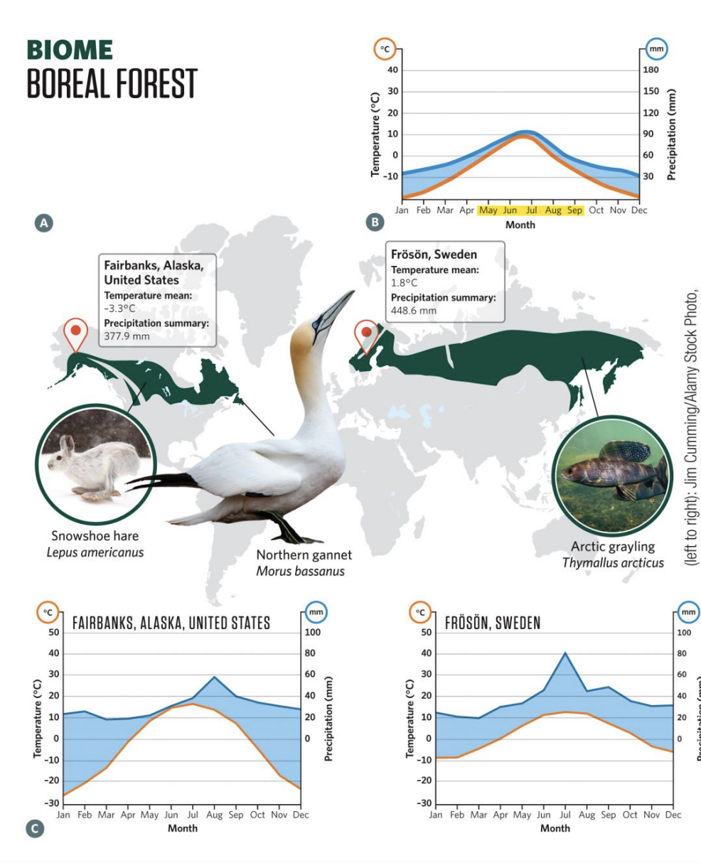 <ul><li><p><strong>Location</strong>: 50°–65° N latitude, mainly <strong>Northern Hemisphere</strong> (large landmass only there)</p></li><li><p><strong>Extent</strong>: Covers ~11% of Earth’s surface, ⅓ of world’s forests</p></li><li><p><strong>Climate</strong>:</p><ul><li><p><strong>Long, harsh winters</strong> (below freezing for 6+ months, as low as −59°C in Alaska)</p></li><li><p><strong>Short summers</strong> (2–3 months, 10–21°C)</p></li><li><p>Precipitation: 200–600 mm/year, mostly <strong>snow</strong></p></li></ul></li><li><p><strong>Soil</strong>:</p><ul><li><p><strong>Permafrost</strong> in higher latitudes → shallow roots, waterlogged ground</p></li><li><p>Poor drainage + slow decomposition = thick organic detritus layer</p></li><li><p>Acidic, nutrient-poor soil (from needle litter)</p></li></ul></li><li><p><strong>Vegetation</strong>:</p><ul><li><p>Dominated by <strong>evergreen conifers</strong> (spruce, fir), 15–30 m tall</p></li><li><p>Dense canopy → sparse understory</p></li><li><p>Needle leaves = adapted to cold + slow decay</p></li></ul></li><li><p><strong>Animals</strong>:</p><ul><li><p>Moose, wolves, snowshoe hare, lynx, loons, ptarmigan, grizzly bears</p></li><li><p><strong>Low biodiversity</strong> (few tree species vs. tropical rainforests’ 300+/hectare)</p></li></ul></li><li><p><strong>Special Features</strong>:</p><ul><li><p>Extreme seasonality (long winter, short growing season)</p></li><li><p>Wet, boggy areas from poor soil drainage</p></li></ul></li></ul><p></p>