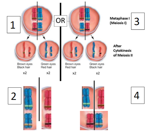 Outcome of independent assortment**:** Each gamete gets a random assortment of maternal and paternal chromosomes and their alleles

\
→ We can predict the possible # of alignments at metaphase plate using 2n where n is # of chromosomal/homologous pairs

\
→ Humans = 223 = potentially > 8,000,000 ways that chromosomes could independently orient themselves at metaphase plate; this # doesn’t include genetic variability produced by crossing-over 