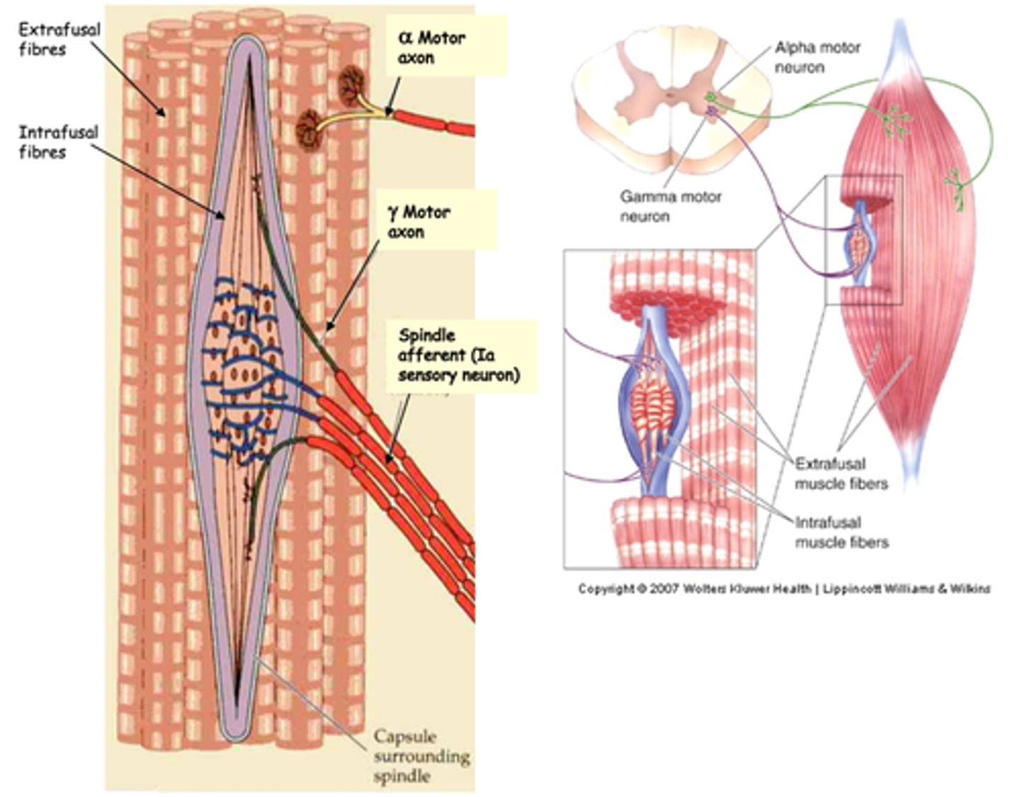 <p>What do the gamma (γ) motor neurons do?</p>