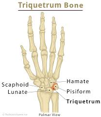 <p>Carpal bone between the ring finger and pinky closest to the ulna</p>