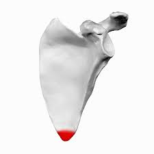 <p>what angle is this? anterior</p>