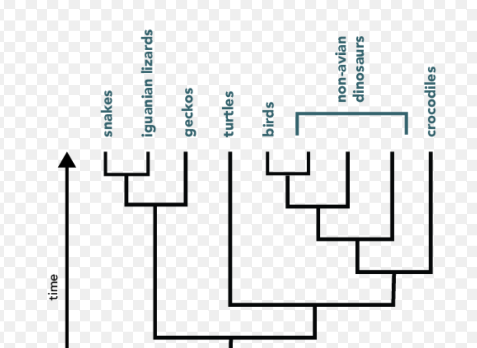 Branch length can be affected by including