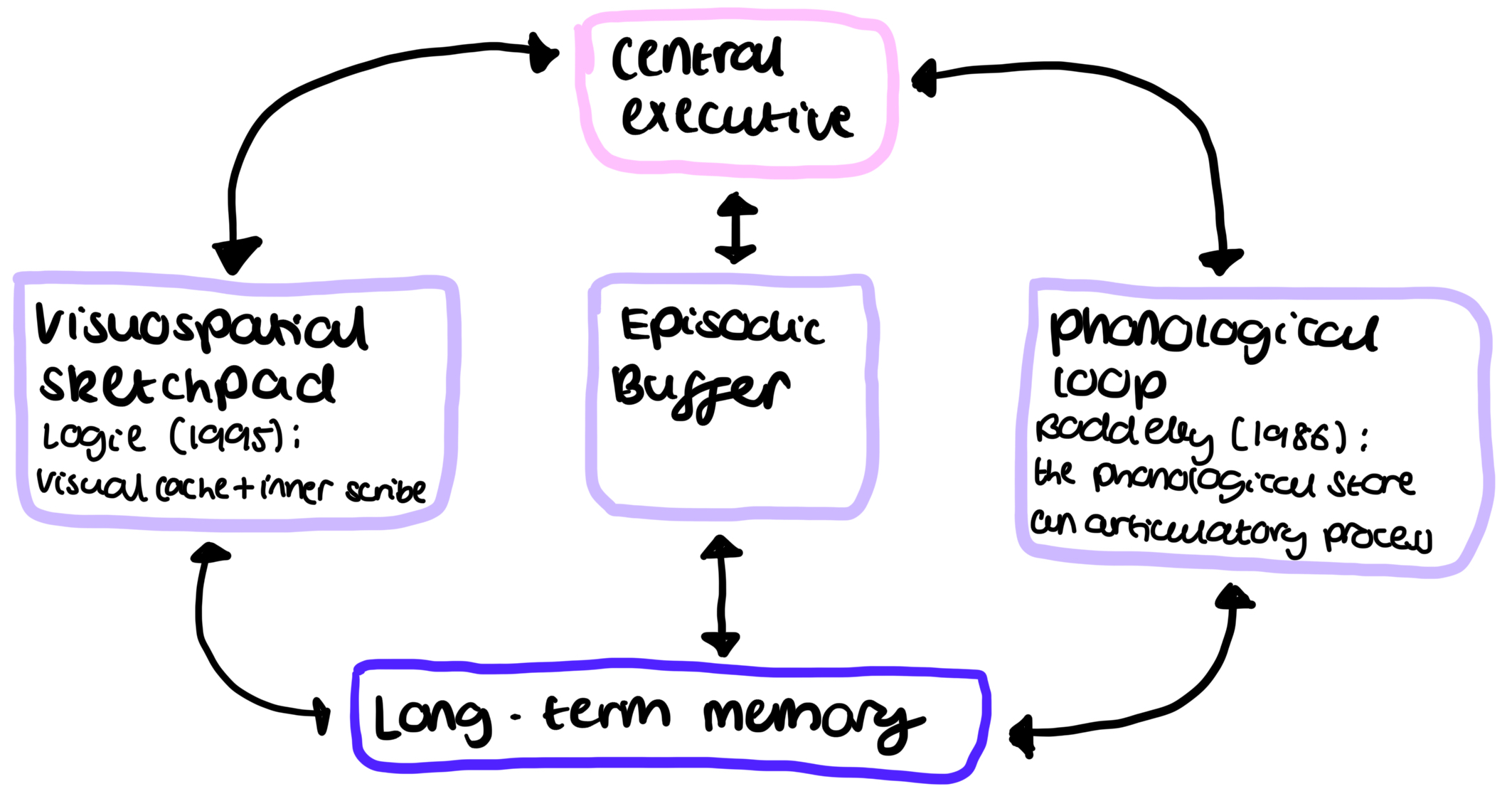 <ul><li><p>Central executive: </p><ul><li><p>directs attention, determining how the brain’s ’resources’ are allocated</p></li><li><p>Controls which parts of the model are in use and coordinates all other mental functions in working memory</p></li><li><p>It can process different types of information (modality free)</p></li><li><p>It has a limited capacity and can only pay attention to a small number of things at once</p></li></ul></li><li><p>Phonological loop:</p><ul><li><p>Stores a limited number of sounds for short periods of time and preserves the order of information </p></li><li><p>Has a limited capacity - 2 secs worth of info</p></li><li><p>Coding: acoustic</p></li><li><p>Was further subdivided by Baddeley in 1986 into: The phonological store (“inner ear”)</p><ul><li><p>Stores acoustically encoded memories (eg. Sounds) for short periods of time </p></li><li><p>Used for words that are heard</p></li></ul></li><li><p>An articulatory (control) process (“inner voice”)</p><ul><li><p>Responsible for subvocal repetition (saying things in your head eg. Counting mentally) - this is a form of maintenance rehearsal </p></li><li><p>Used for words that are heard or seen</p></li></ul></li></ul></li><li><p>Visuo-spatial sketchpad (“inner eye”)</p><ul><li><p>Stores visual and spatial info</p></li><li><p>Codes visual information in terms of separate objects as well as the arrangement of these objects in one’s visual field</p></li><li><p>Holds and manipulates static images eg. Rotate, change colour</p></li><li><p>Has a limited capacity and can only do a number of things at once (but can do things at the same time as the phonological loop)</p></li><li><p>Logie suggested in 1995 that it could be divided into: A visual cache</p><ul><li><p>Stores information about visual items eg. Form and colour</p></li></ul></li><li><p>An inner scribe</p><ul><li><p>Stores the arrangement of objects in the visual field</p></li></ul></li></ul></li><li><p>Episodic buffer (added by Baddeley in 2000)</p><ul><li><p>Receives input from many sources, temporarily stores this information, and then integrates it in order to construct a mental episode of what is being experienced </p></li><li><p>Maintains a sense of time sequencing - basically recording events that are happening </p></li><li><p>Links LTM to wider cognitive processes like perception</p></li><li><p>Has a limited capacity of about 4 chunks, but can do things at the same time as the other stores </p></li><li><p>It can process different types of information (modality free)</p></li></ul></li></ul><p></p>
