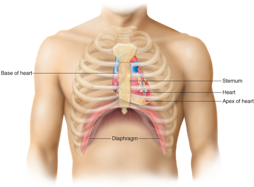 <ul><li><p>Lies behind the sternum </p><ul><li><p>just slightly to the left of midline of the body</p></li><li><p>occupies a space called the thoracic mediastinum (middle septum) that is </p><ul><li><p>located between the right and left lungs.</p></li></ul></li></ul></li><li><p>The heart extends from the level of the second rib to about the level of the sixth rib. </p></li><li><p>Inferiorly, the heart rests on the diaphragm.</p></li><li><p>The heart has </p><ul><li><p>four borders </p><ul><li><p>superior</p></li><li><p>inferior</p></li><li><p>medial, lateral </p></li></ul></li></ul></li><li><p>three surfaces </p><ul><li><p>sternocostal</p></li><li><p>diaphragmatic</p></li><li><p>pulmonary</p></li></ul></li><li><p>The superior border is called the base and is wider than the inferior surface which is called the apex.</p></li></ul><p></p>