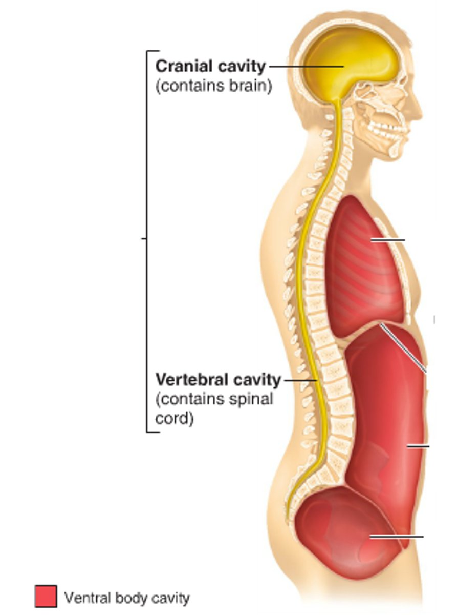 <p>Contains cranial cavity (brain) and vertebral cavity (spinal cord)</p>