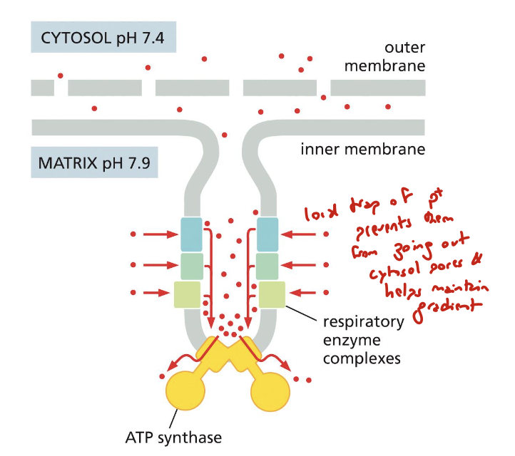 <p>by “trapping” protons to prevent them from leaving out of cytosolic pores</p>
