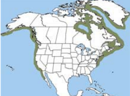 <p>Which species fits the following habitat and management concerns?</p><p><br>Habitat: Populate the shallow waters of coastal areas, bays, rocky islets, estuaries, and even freshwater lakes; typically seen near piers and beaches, as well as on intercoastal islands; more common in colder marine waters that lack annual sea ice coverage</p><p>Management issues: Hunted for their blubber, meat, fur and skin; ecotourism; interfere with some commercial and local fisheries</p>