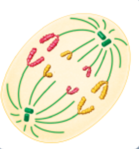 <p>what phase is this?</p>