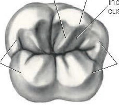 <p>Marginale kam</p>