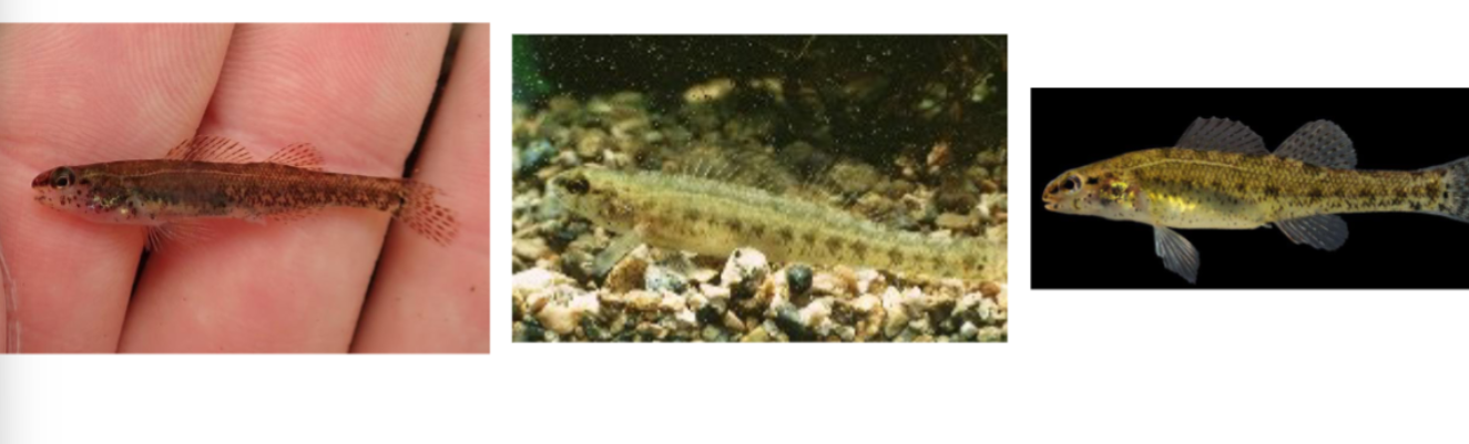<p>swamp darter</p><p>downward facing mouth</p><p>blueish dots down side of body</p>