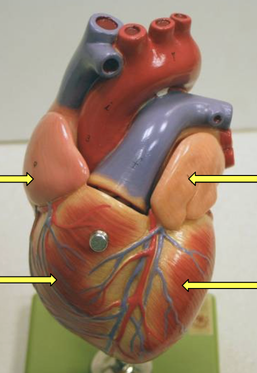 <p>Identify the chambers</p>