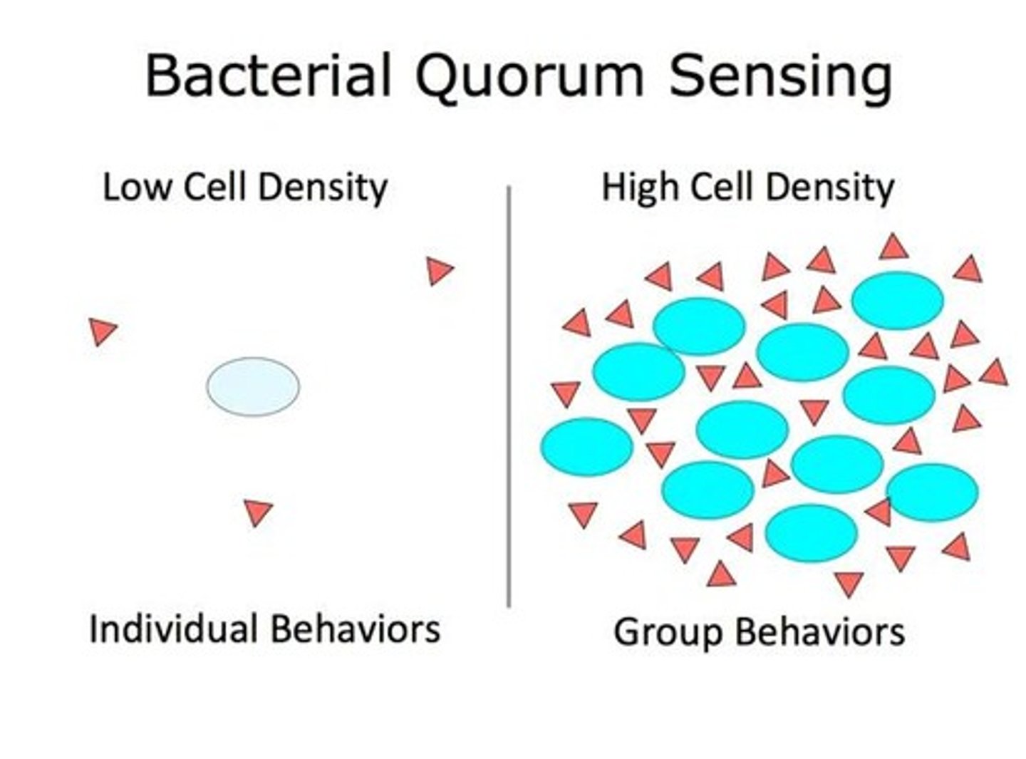 <p>Regulatory system controlling bacterial community behaviors.</p>