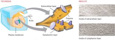 <p>Technique to visualize structures of biological samples that have been frozen and broken into small pieces.</p>