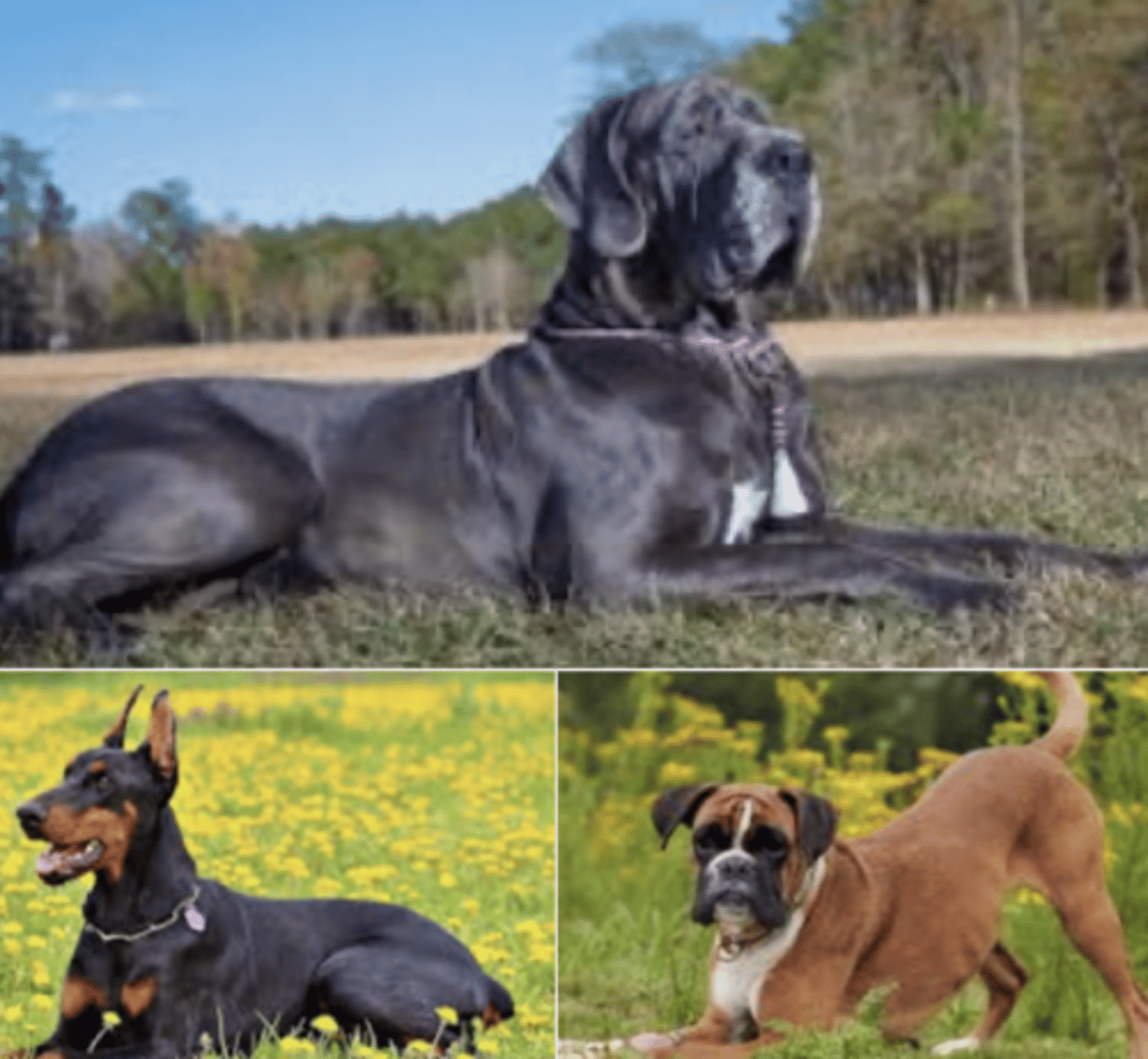 <p>what are these breeds predisposed to?</p>