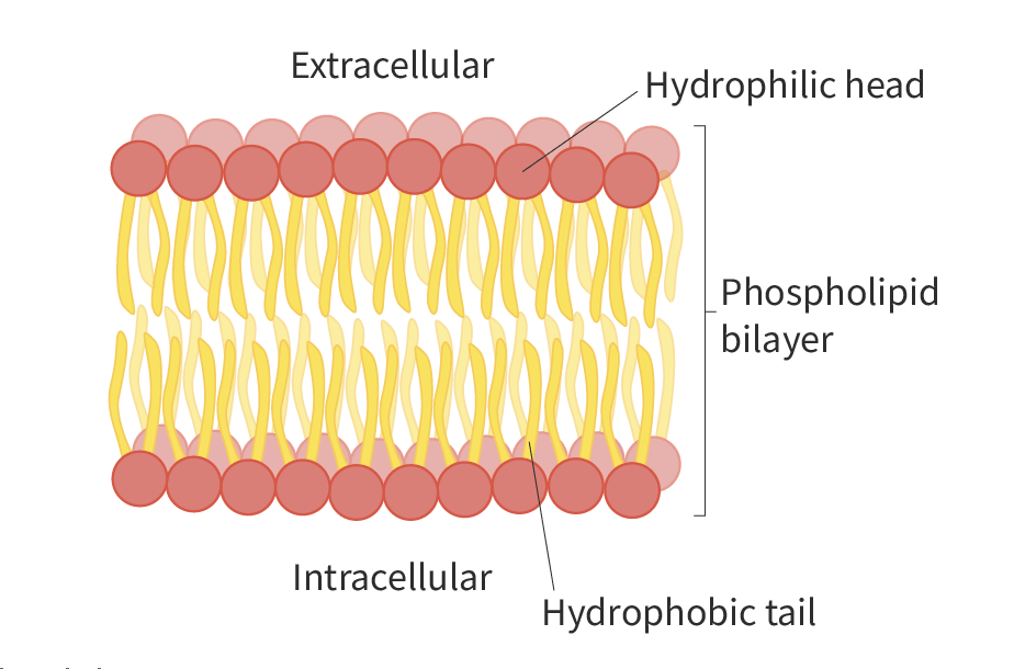 <p>Phospholipids have a head that is considered to be hydrophilic and they have a tail that is hydrophilic. The head is positioned on the outside while the tail is on the inside. The head is composed of hydrophilic phosphate groups, while the tails are mainly hydrophobic fatty acids. Therefore, they are considered to be amphipathic. As a result, they may spontaneously form a phospholipid bilayer in a aqueous solution.</p>