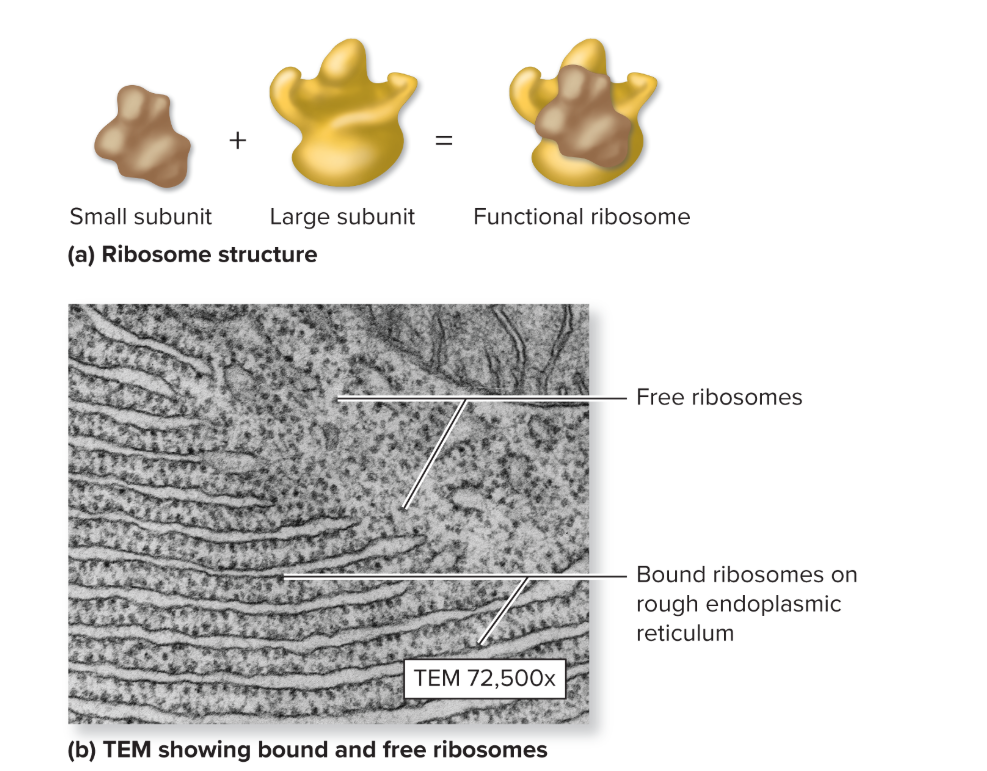 <p>What is the function of a ribosome?</p>