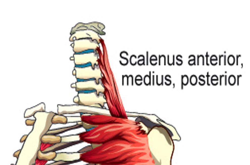<p>Scalenus Anterior</p>