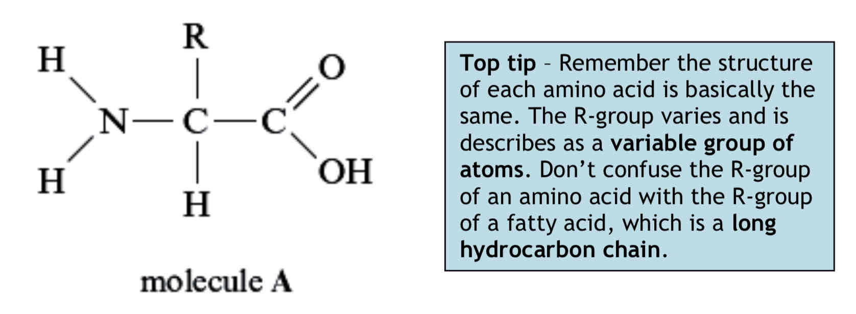 <p>All amino acids have the same basic structure. Attached to a central carbon atom are:</p><ul><li><p>An <strong>amino group</strong> (-NH2), which is basic or alkaline.</p></li><li><p>A <strong>carboxyl group </strong>(-COOH), which is acidic.</p></li><li><p>A <strong>hydrogen atom.</strong></p></li><li><p>The <strong>R-group</strong>, which is a <strong>variable group of atoms.</strong></p></li></ul><p>There are 20 different R-groups. The simplest amino acid is <strong>glycine</strong> which has a hydrogen atom as its R-group. The basic structure of an amino acid is shown below (molecule A):</p>