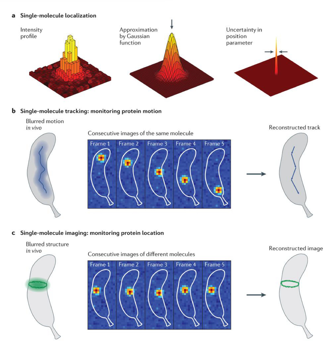 <p>Look at large assemblies made up of tiny pieces + see their specific functions</p><ul><li><p>eg. since tubulin so small, if all were tagged with fluorescence. Everything would just look green you cant distinguish them and look at their functions</p></li></ul><p><strong>Only tag a small number of proteins</strong> in the polymer + look at their function + movement in the larger assembly</p><p></p>