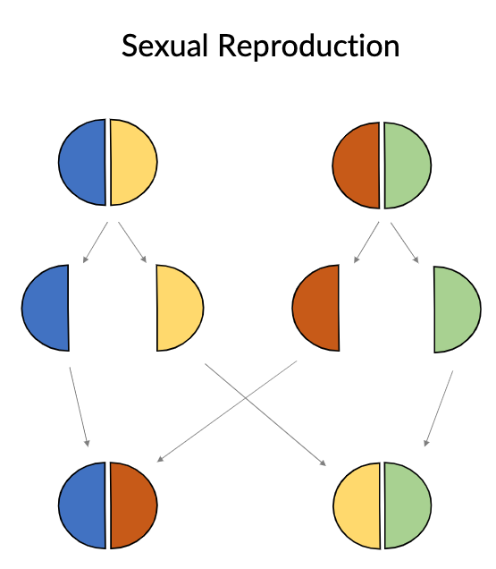 <p>combination of genomes from two different individuals (vs. “selfing”)</p>