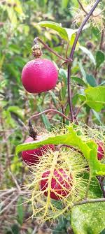 <p>Passiflora ciliata<br>(Passionflower)</p>
