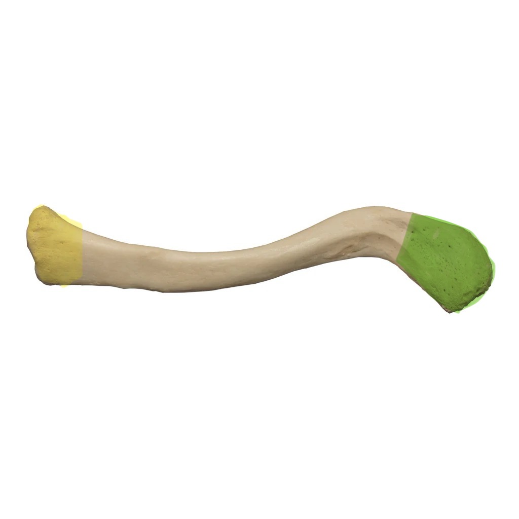 <p>yellow part </p>