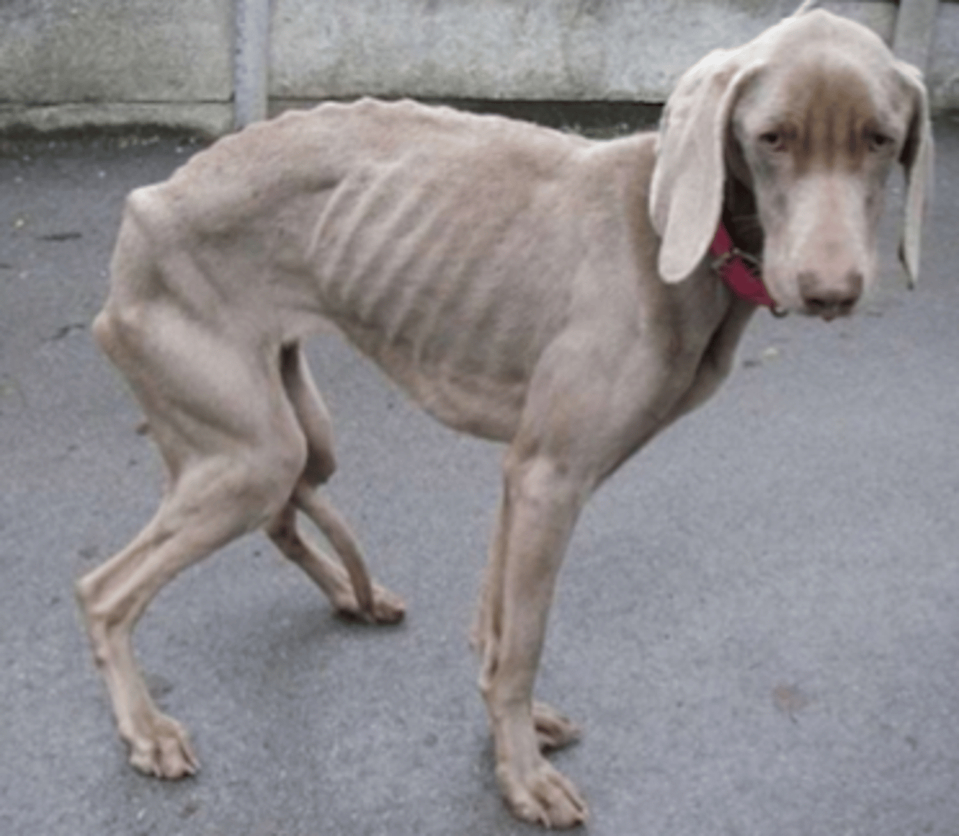 <p>why do animals with malabsorption or maldigestion lose weight?</p>